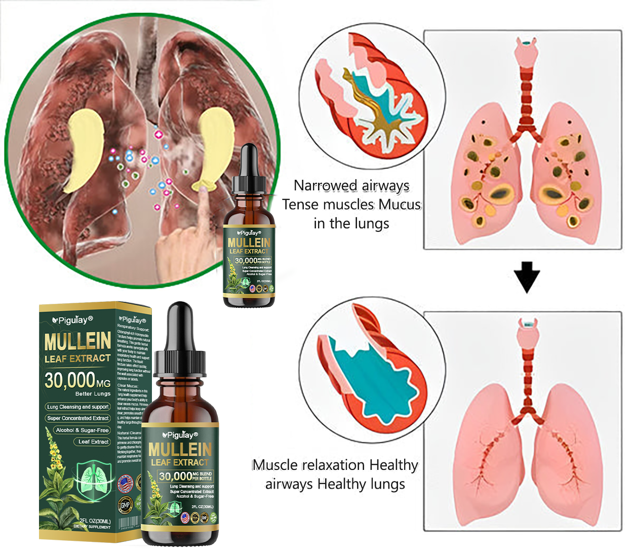 Official Store:Piguiay® Organic Lung Cleansing Mullein Leaf Extract Drops - American Thoracic Society Endorsed to Support Lung Health💌